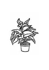 Coloring Plant Pages Plants Indoor sketch template