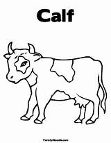Calf Cows Calves sketch template