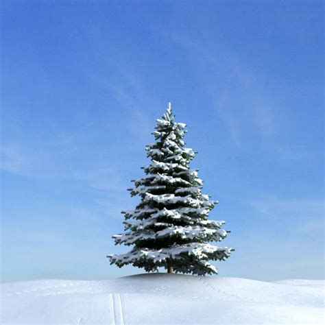 snow covered pine tree  model cgtradercom