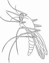 Mosquito Coloring Pages Color Animals sketch template