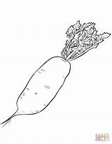 Radish Radis Root Vegetables Rabanete Coloriages sketch template