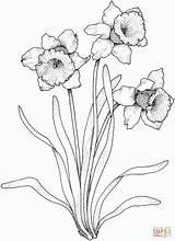 Coloring Narcissus Daffodils Daffodil Pages Flowers Printable Flower Drawing Gladiolus Paperwhite Select Color Category Narzissen Drawings Supercoloring Tattoo Cartoons Crafts sketch template