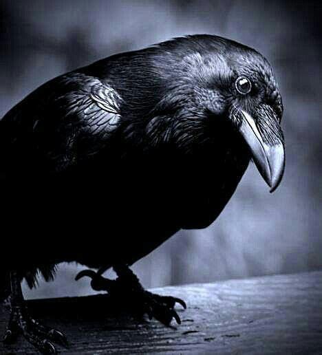 110 Best Magical Ravens And Crows Images On Pinterest Ravens Crows
