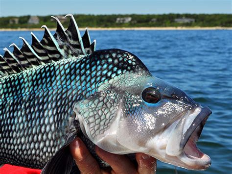 Black Sea Bass On The Water