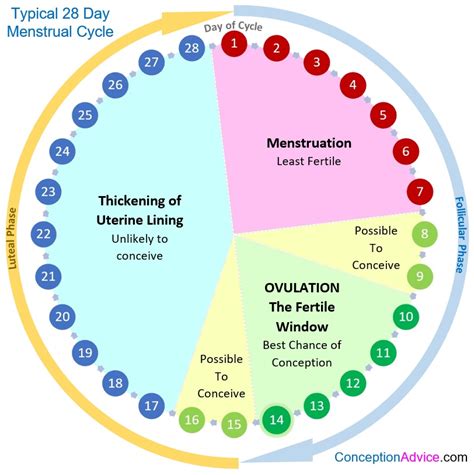 menstrual cycle calendar  phases conception advice