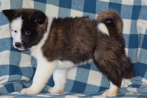 aca registered akita puppy  sale female bonnie baltic ohio ac puppies llc