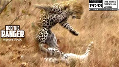 Wildlife Mating Leopards Hard And Rough Hd Youtube