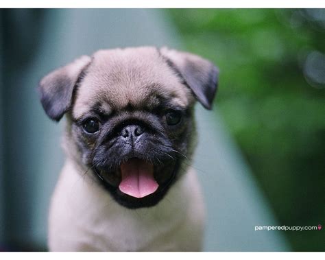 cute baby pug wallpaper baby pugs cute pug puppies puppy dog pictures