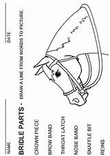 Camp Horseback Bridle Coloring Anatomy 4h Horses Saddle Worksheeto Booklet sketch template