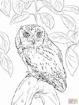 Owl Coloring Pages Printable Screech Realistic Drawing Barn Eastern Horned Great Detailed Colorama Tree Branch Color Book Short Print Eared sketch template
