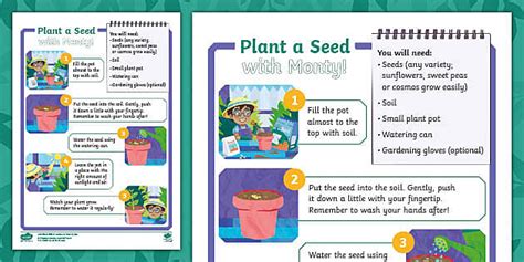 plant  seed instructions teacher  twinkl