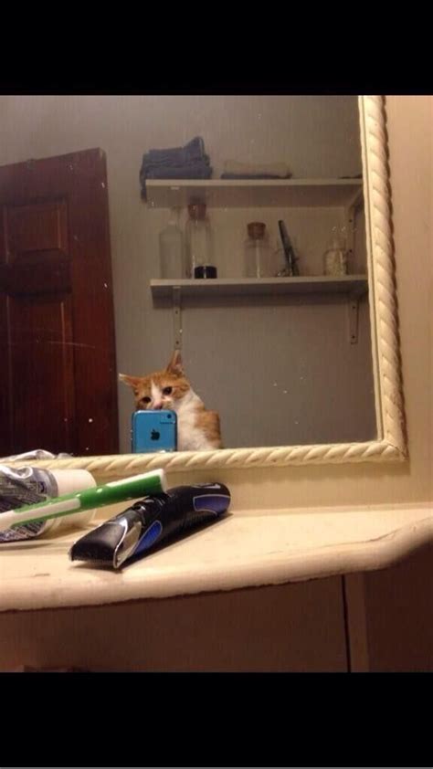 the 31 best selfies from the first annual selfie olympics cat selfie