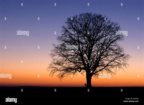 belief tree sunset stock photo alamy