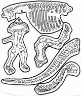 Dinosaur Fossil Coloring Skeleton Craft Pasta Bones Fossils Preschool Dinosaurs Pages Printable Crafts Worksheets Kids Skeletons Dino Activity Activities Prekinders sketch template
