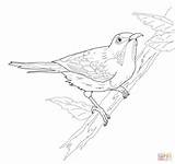Sunbird Crimson Coloring Pages Drawing Supercoloring Regal Categories sketch template