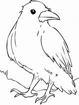 Corvo Colorat Rabe Ausmalbilder Crow Socke Cuervo Corbeau Planse Desene Pasari Corb Ptaki Salbatice Brawl Coloriage Corbul Cu Desenat Dessin sketch template