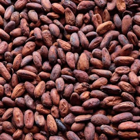 cacao beans agromiperu