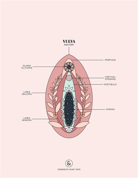 31 partes del cuerpo de la mujer kassidyidris