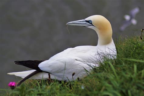 northern gannet  rajiv hasan birdguides