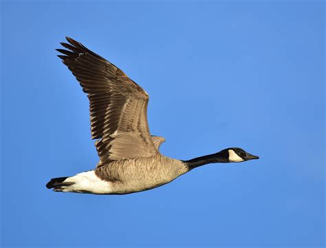 Canada Goose Wikipedia