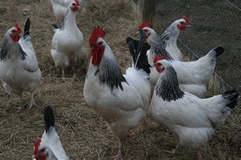 popular breeds  chickens  raising   backyard flock   sufficient living