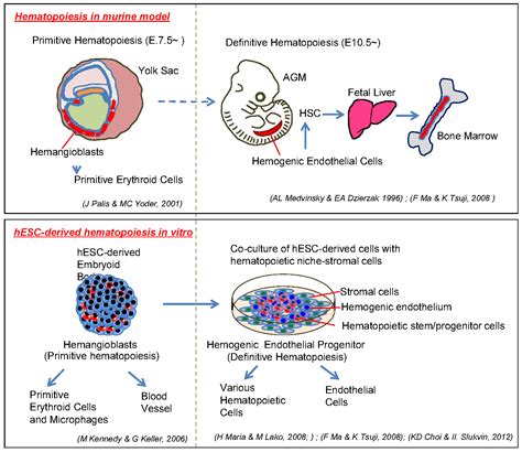 human embryonic stem cell derived primitive  definitive