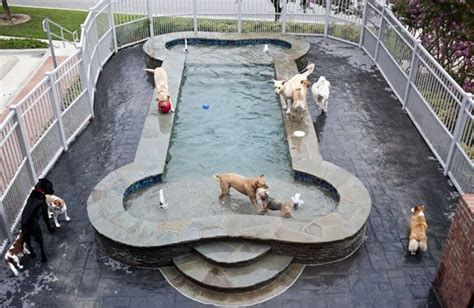 cool pool dog pool luxury pet pet boarding