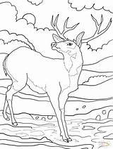 Deer Coloring Mule Pages Whitetail Printable Tailed Color Supercoloring Buck Kids Print Elk Drawing Tail Rocky Baby Clipart Animal Getdrawings sketch template