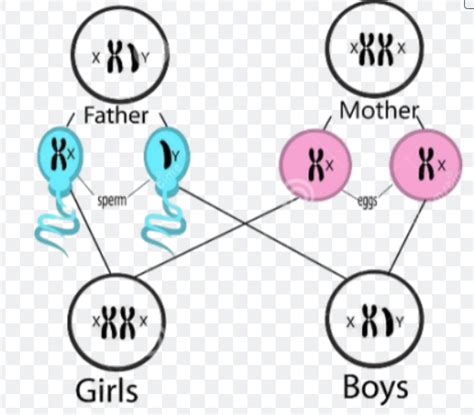 Sex Determination In Humans W3schools