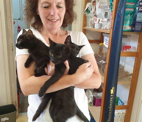zes zwarte katjes bij de kattenmand  nieuw lekkerland zoeken een baasje alblasserdamsnieuwsnl