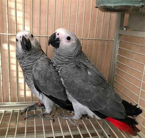 africa grey parrot  sale adoption  cariboo british columbia capital  adpostcom