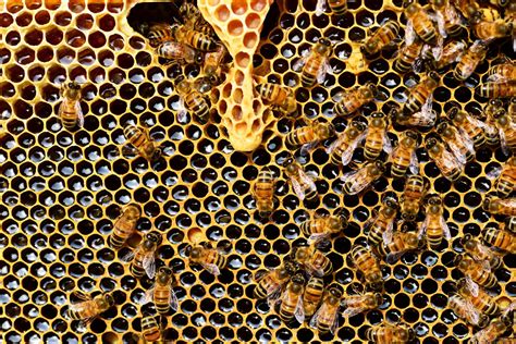 spreekbeurt  het houden van bijen spreekbeurten startpagina