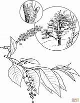 Cherry Coloring Pages Blossom Wild Tree Template Blossoms Printable Books Drawing Picker Library Clipart Comments sketch template