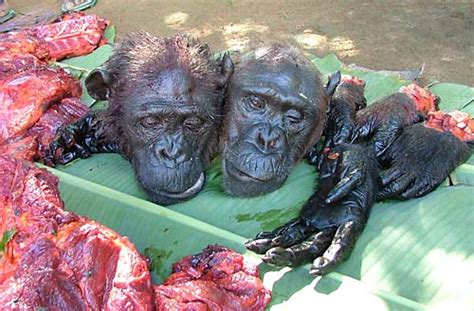 African Migrants Importing Chimp Meat Into Europe And Usa Could