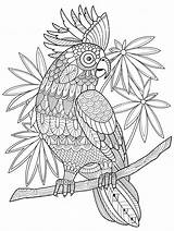 Cockatoo Colouring Papegaai Volwassenen Kaketoe Kleurboek Zentangle Stockillustratie Doodle sketch template