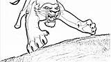 Kovu Coloring Pages Lion King Kiara Cartoons Library Clipart Popular sketch template