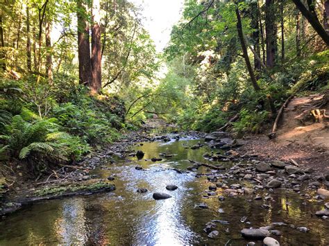 forest  nisene marks state park roadside secrets