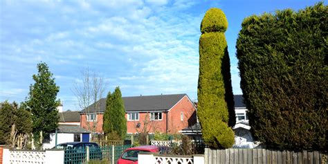 penis shaped tree turns heads in worcestershire huffpost uk