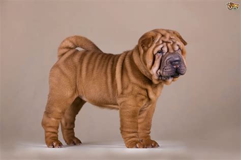 shar pei dog breed facts highlights buying advice petshomes