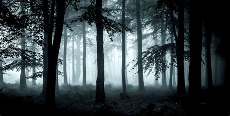 dark forest wallpapers gallery