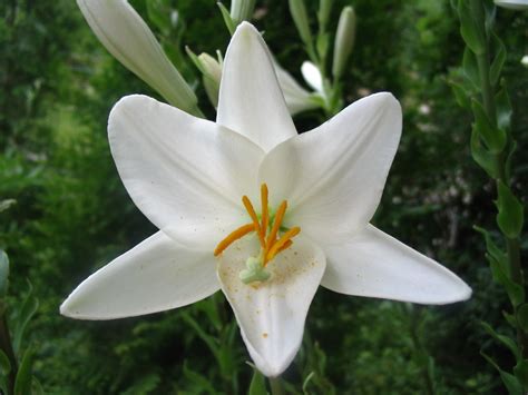 white lily  photo  freeimages