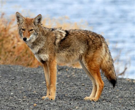 fairfax county sees uptick  coyotes wtop