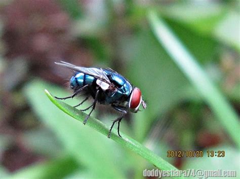 Lalat Hijau Lucilia Sericata