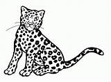 Coloring Cheetah Pages Baby Animal Print Gif Popular sketch template