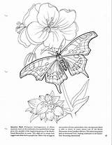 Arthropod Butterfly sketch template