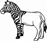 Zebra Coloring Clipart Drawing Stripes Pages Line Clip Zebras Half Use Animals Striped Resource Print Wikiclipart Signs Do Cliparts Smiling sketch template