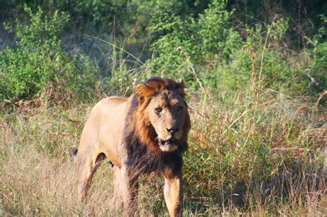 spotted  lone male lion   big  south africa travel male lion africa travel