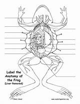 Liver Anatomy Frog Drawing Exploringnature Under Labeling Getdrawings sketch template