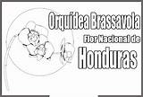 Honduras Flor Escudo Brassavola Hondura Pintar Nicaragua Trajes Tipicos Orquídea Colorea Imagui Orquidea sketch template
