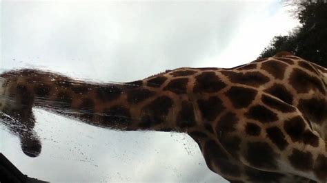 beekse bergen auto safari giraf  volvo youtube